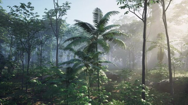 humid tropical rain forest with typical various plant species