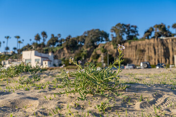  Cakile maritima, sea rocket (Britain and Ireland) or European searocket (North America), is a common plant in the mustard family Brassicaceae. Santa Monica State Beach, Los Angeles