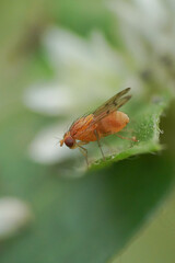 Obraz premium Fruit flies belong to the family Tephritidae and Drosophilidae, and they are known for their association with fruits and vegetables. 