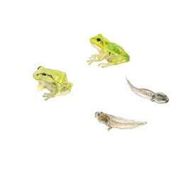 カエルとオタマジャクシ