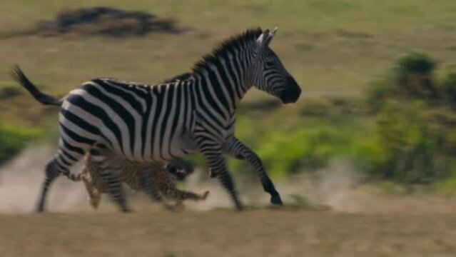 Leopard looking to hunt a zebra
