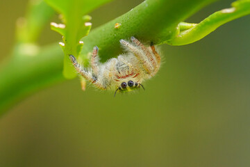 umping spiders are a diverse family of spiders known scientifically as Salticidae. They are notable for their excellent vision and their unique, agile hunting behavior.