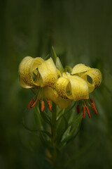 Pyrenean Lilies