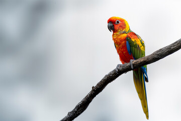 Obraz premium Colorful parrot with striking red, yellow, and blue plumage perched on a branch.