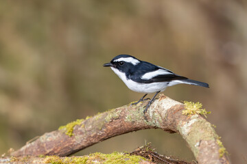 Naklejka premium Little Pied Flycatcher perched on a branch and sitting isolated against natural background