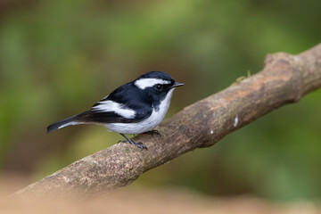 Little Pied Flycatcher perched on a branch and sitting isolated against natural background