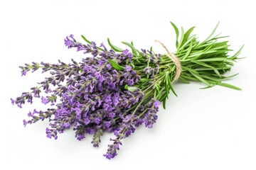 Lavander Isolated on White Background. Lavandula Flower Bunch