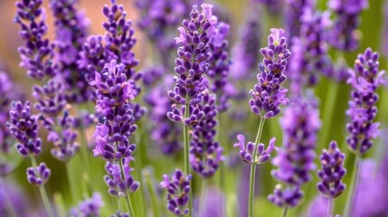 Lavender Flowers Bouquet. Lavandula Plant in Purple, Nature's Beauty for Relaxation