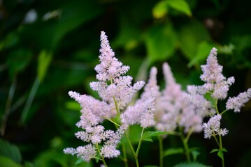 咲き始めてきた	アスチルベ Astilbe