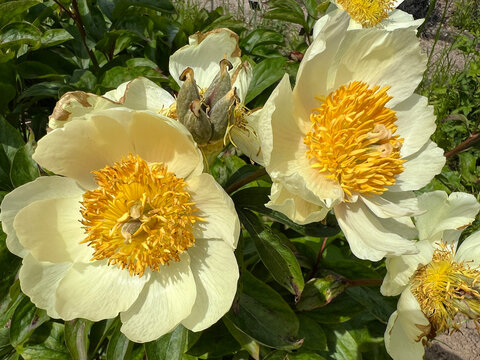 Chinesische, Pfingstrose, Paeonia, lactiflora, Claire de Lune