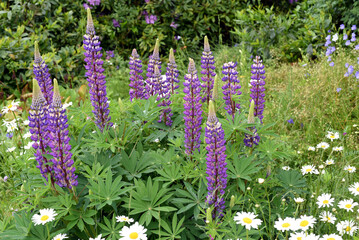 Lupinus, angustifolius