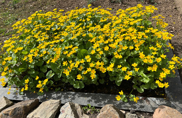 Marsh marigold, Caltha palustris