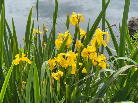 Iris pseudacorus
