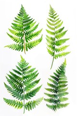 Close-up view of four different types of fern leaves on a white background, ideal for botanical or interior design contexts