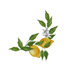 Obraz premium Watercolor corner of lemon branches with leaves and flowers. Blossom citrus botanical wreath. Fruit banner, border illustration.