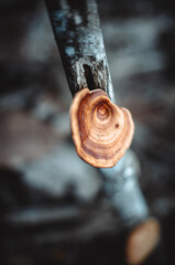 macro mushroom that live on wood stems, close up