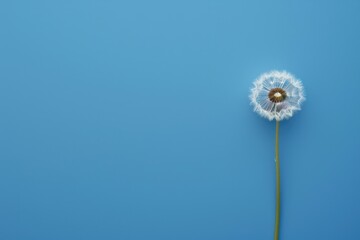 A close-up view of a single dandelion growing on a bright blue background, with delicate details and gentle lighting