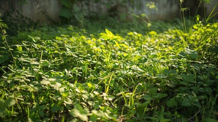 Wild plants growing naturally in an unmaintained yard