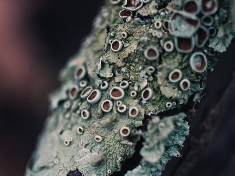 Close up of lichen