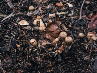 mushrooms in the ground