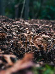 Forest floor