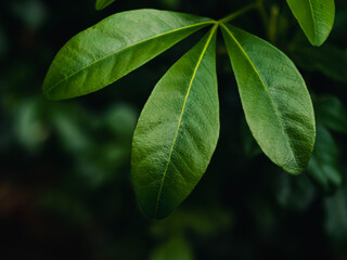 green leaves background