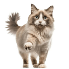 Fototapeta premium Beautiful adult mink Ragdoll cat standing facing camera Looking straight in lense with mesmerising aqua greenish eyes One paw playful lifted Isolated on a transparent background