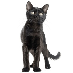 Black adult house cat standing up Looking straight to camera Isolated on a transparent background