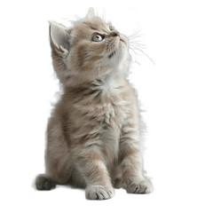 Obraz premium British kitten looks up while sitting on a transparent background