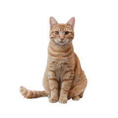 Obraz premium Cute ginger cat sitting and looking at the camera isolated on transparent background