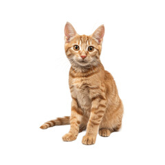 Obraz premium Cute ginger cat sitting and looking at the camera isolated on transparent background