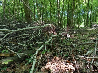 In the middle of the forest, felled tree branches lie between the trees in summer. The topic of...