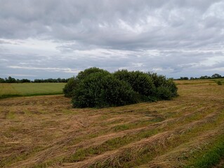 Bushes in the middle of the field around which the grass is mowed in swaths. Thick bushes form an...