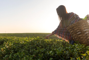 Asia worker farmer women picking tea leaves for traditions in the sunrise morning at tea plantation nature. Lifestyle Concept