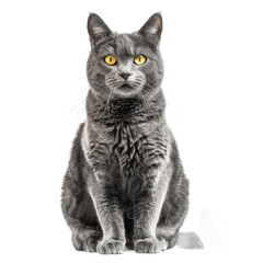 Studio portrait of gray cat with yellow eyes sitting and looking forward Isolated on transparent background