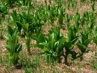 Spiky, beautifully textured, backlit bright green leaves