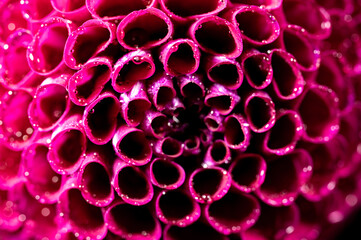 Obraz premium Dahlia flower macro water droplet shot; Shallow depth of field.