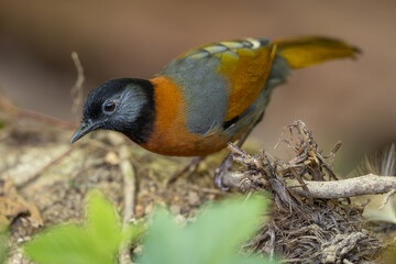 Collared Laughingthrush perched on a branch in the forest