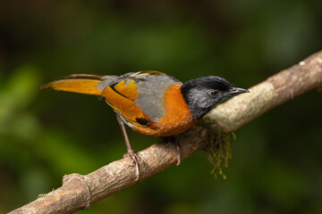 Collared Laughingthrush perched on a branch in the forest