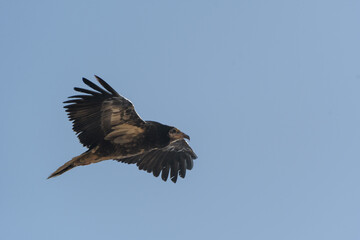 Juvenile Egyptian vulture in flight
