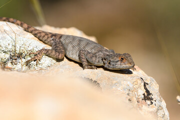 Close-up shot of Agama Bibronii (North African Rock lizard)