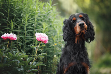 gordon setter dog portrait outdoors in summer with blooming peonies