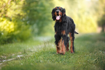 happy gordon setter dog walking outdoors in summer