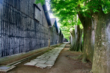 ケヤキと山居倉庫（山形県・酒田市）