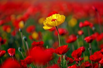 Obraz premium Bright yellow flower among red flowers in a field of wildflowers, concept of diversity and uniqueness