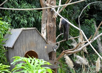 Central American white-faced capuchin (Cebus imitator)