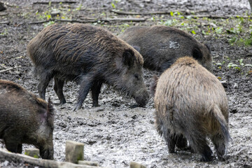 Fototapeta premium Wild boar (Sus scrofa) in the forest
