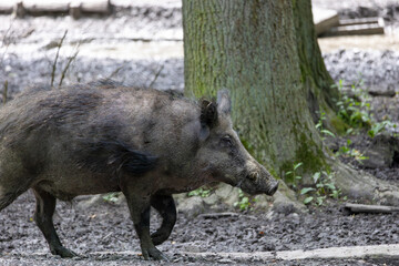 Wild boar (Sus scrofa) in the forest