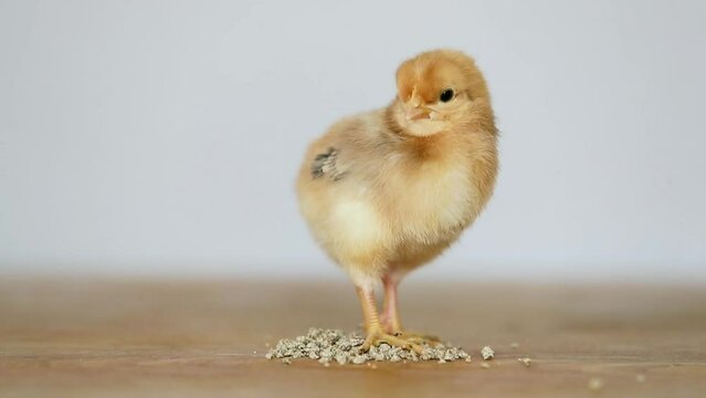 Gros plan d'un poussin roux debout sur des granul&eacute;s plac&eacute;s sur une table en bois