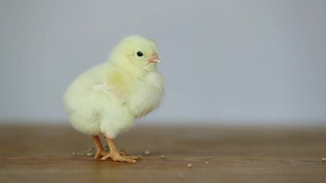 Gros plan d'un poussin jaune debout sur une table en bois